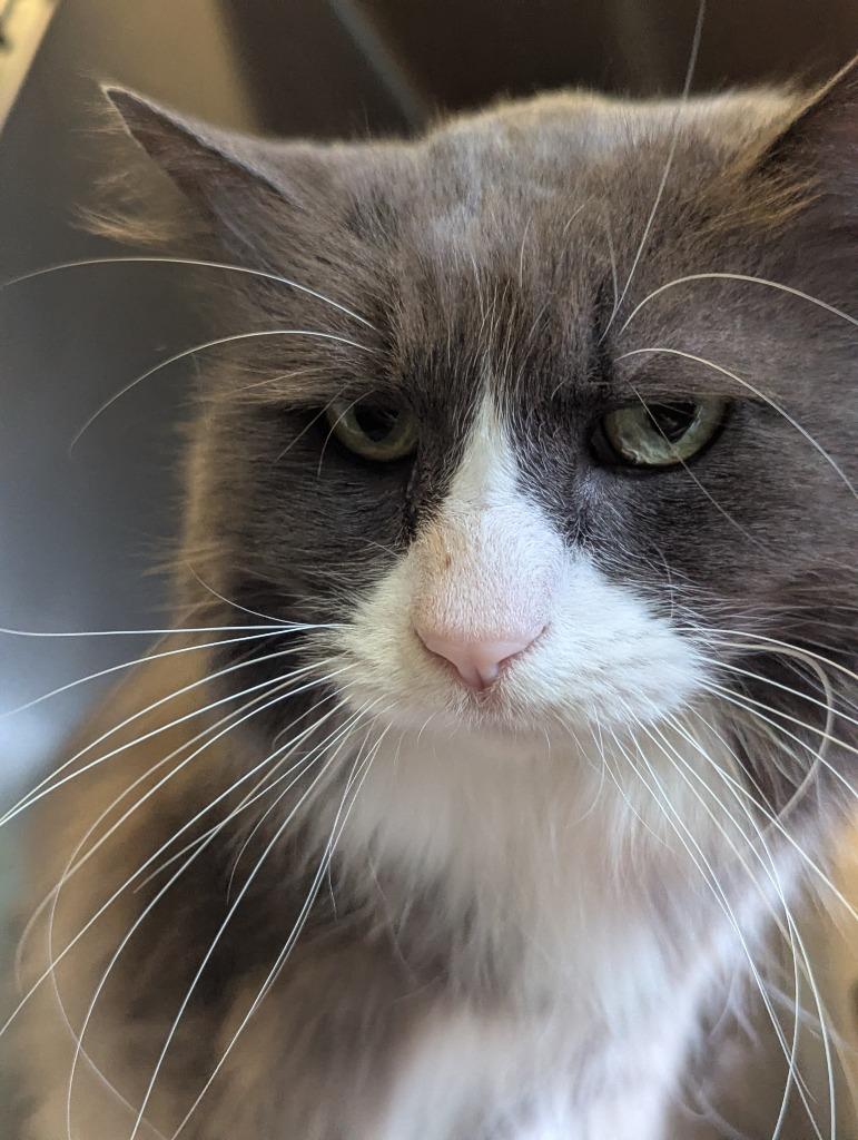 Wobb, Adoptable, Senior Male Domestic Long Hair.