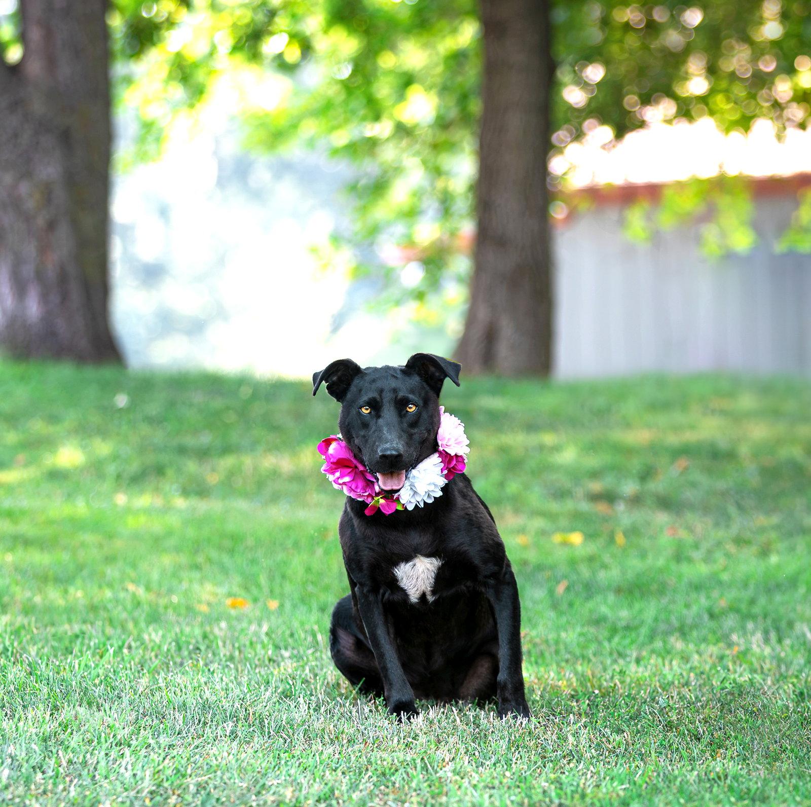 Mackenzie, Adoptable, Young Female Black Labrador Retriever & Spaniel.