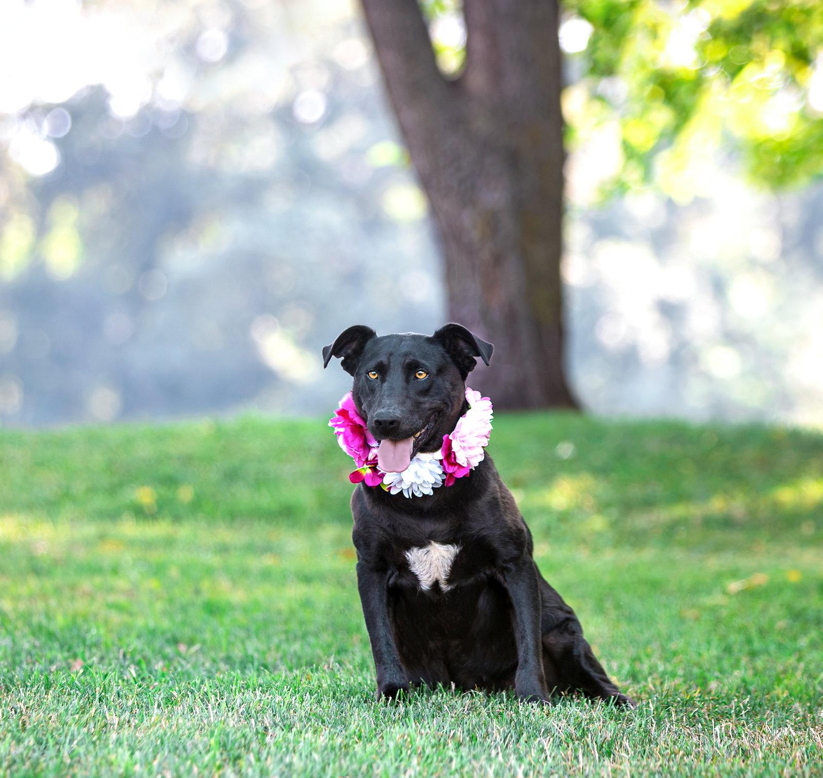 Enlarge Mackenzie, a Adoptable mixed breed in Coatesville, PA image 2/3