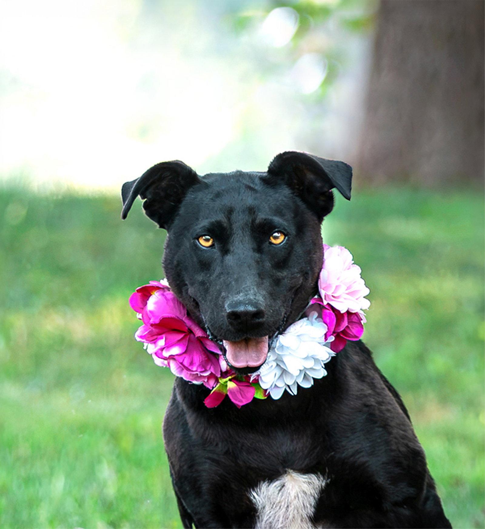Enlarge Mackenzie, a Adoptable mixed breed in Coatesville, PA image 3/3