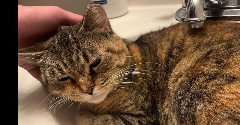 Enlarge French Toast, a Adoptable Domestic Short Hair in East hartford, CT image 1/3