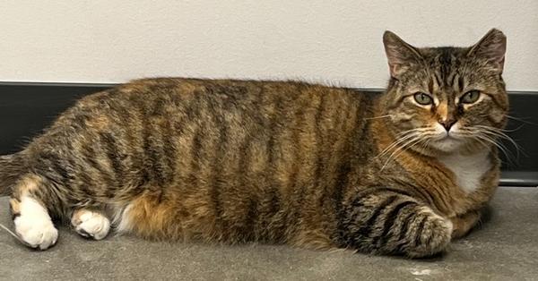 Enlarge French Toast, a Adoptable Domestic Short Hair in East hartford, CT image 2/3