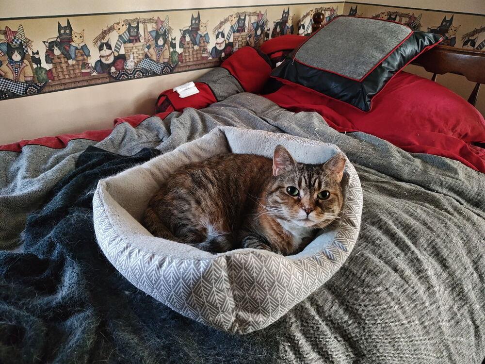 Enlarge French Toast, a Adoptable Domestic Short Hair in East hartford, CT image 3/4