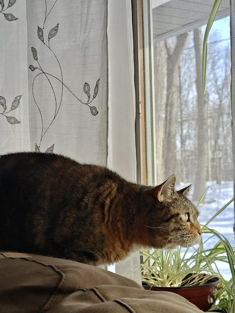 Enlarge French Toast, a Adoptable Domestic Short Hair in East hartford, CT image 4/6