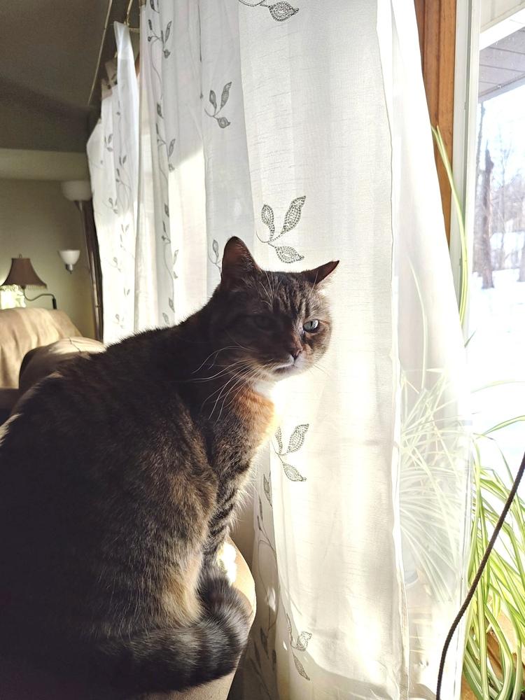 Enlarge French Toast, a Adoptable Domestic Short Hair in East hartford, CT image 5/6