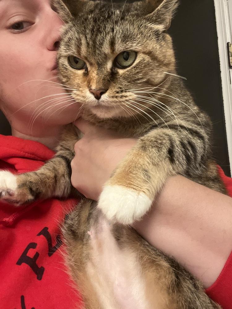 Enlarge French Toast, a Adoptable Domestic Short Hair in East hartford, CT image 3/3