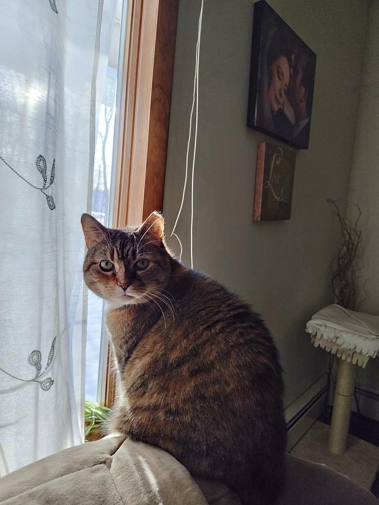 Enlarge French Toast, a Adoptable Domestic Short Hair in East hartford, CT image 6/6