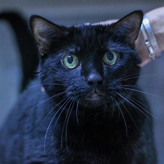 Loki, Adoptable, Senior Male Domestic Short Hair.