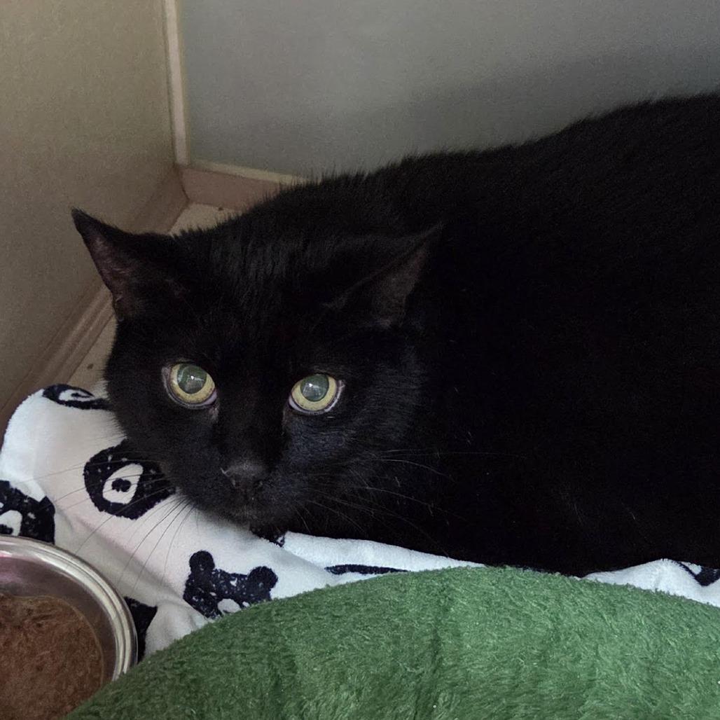 Loki, a Adoptable Domestic Short Hair in Camden, DE image 2/2