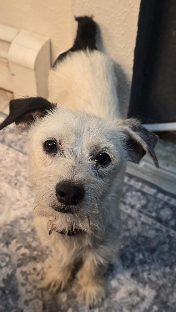 Enlarge Manie, a Adoptable mixed breed in Albuquerque, NM image 4/6