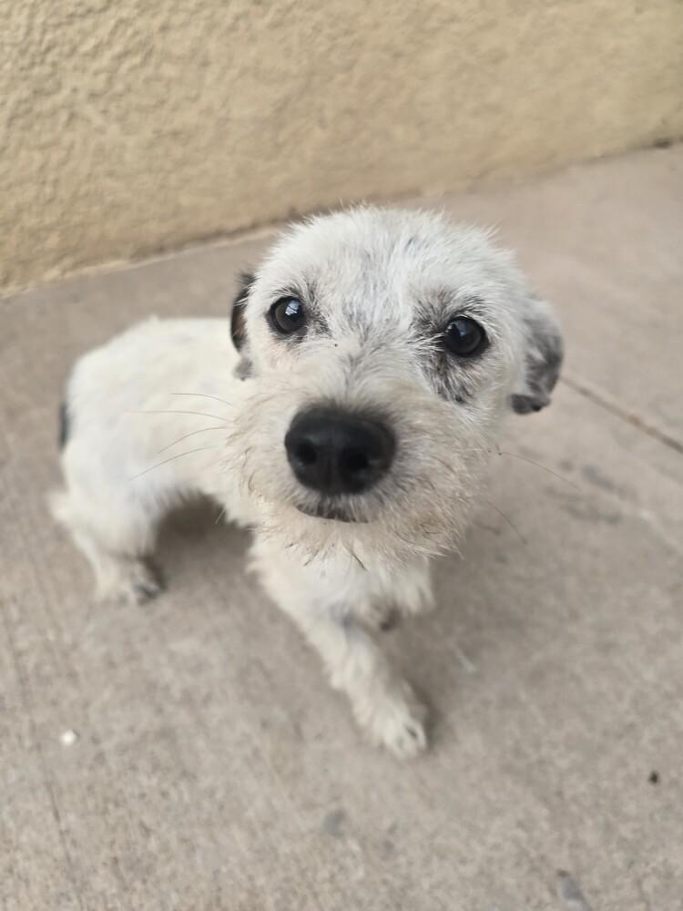 Enlarge Manie, a Adoptable mixed breed in Albuquerque, NM image 5/6