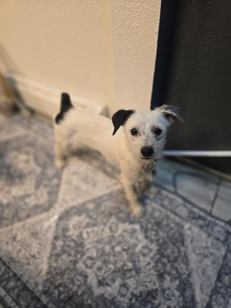 Enlarge Manie, a Adoptable mixed breed in Albuquerque, NM image 6/6