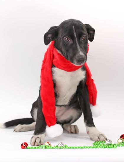 Luna, Adoptable, Puppy Female Anatolian Shepherd & Mixed Breed.