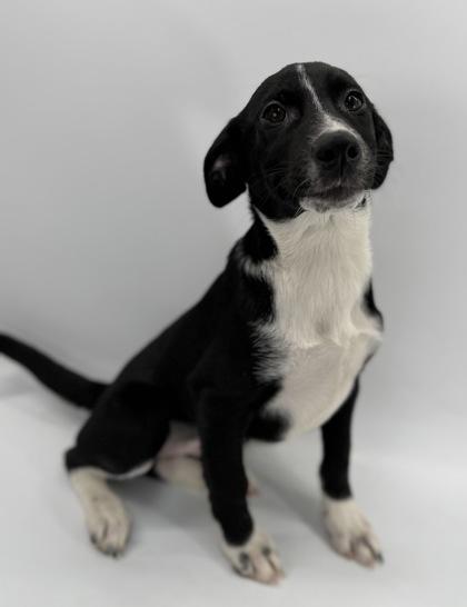 Luna, Adoptable, Puppy Female Anatolian Shepherd & Mixed Breed.