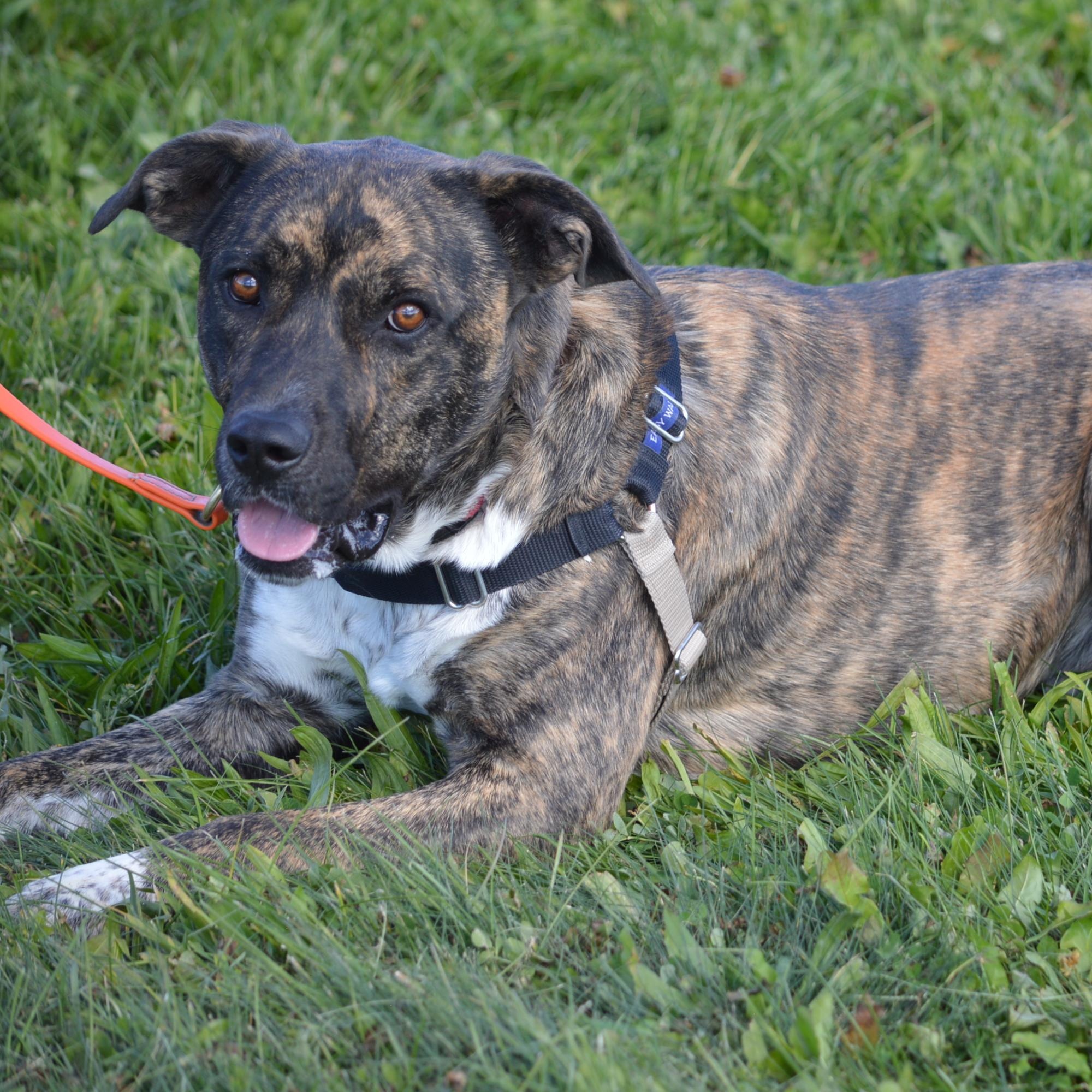 Smokey, an adoptable mixed breed in Ridgway, CO image 4/5