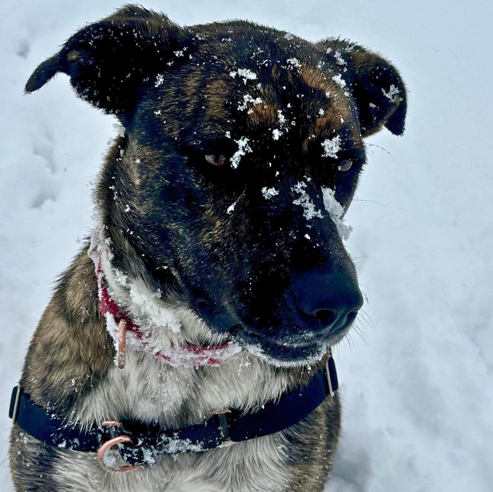Enlarge Smokey, an adoptable mixed breed in Ridgway, CO image 5/5