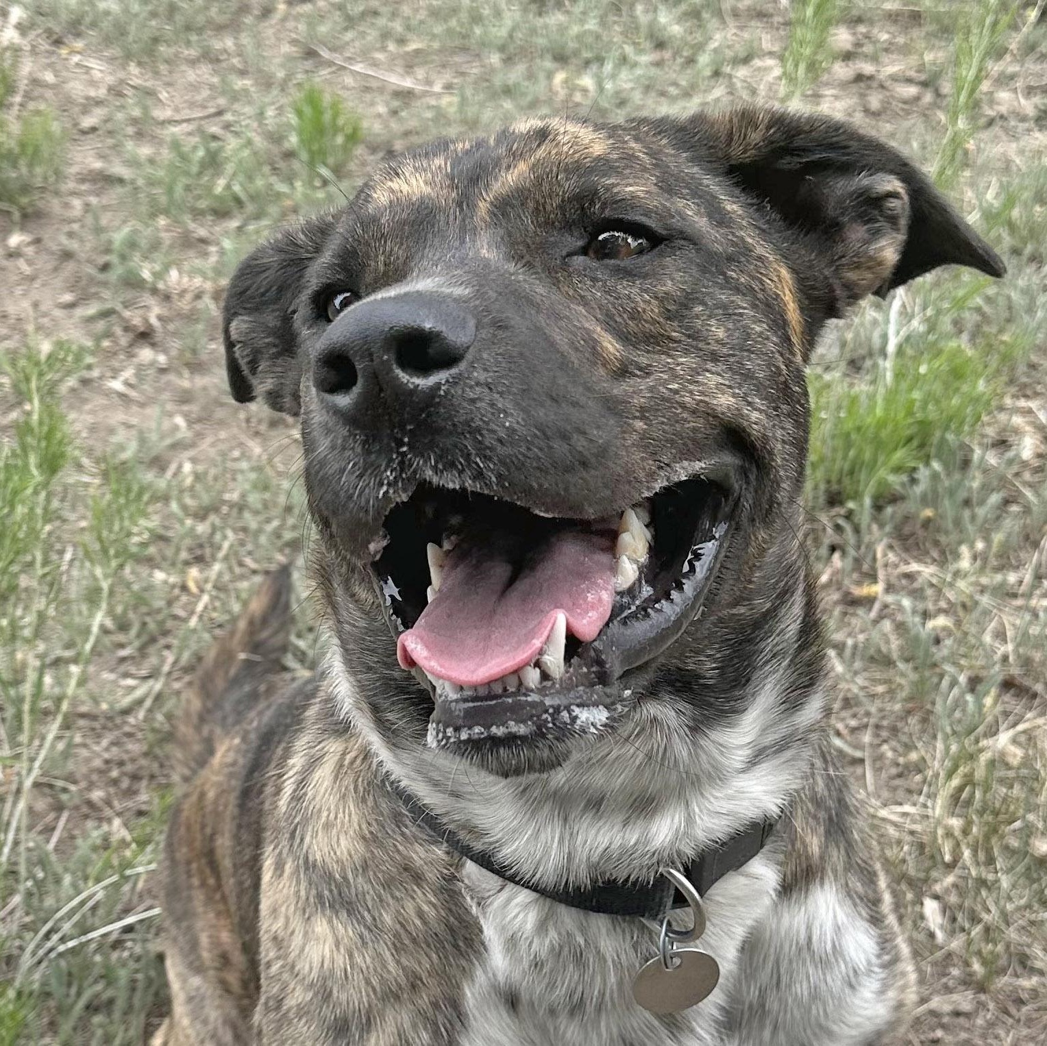 Smokey, an adoptable mixed breed in Ridgway, CO image 2/5