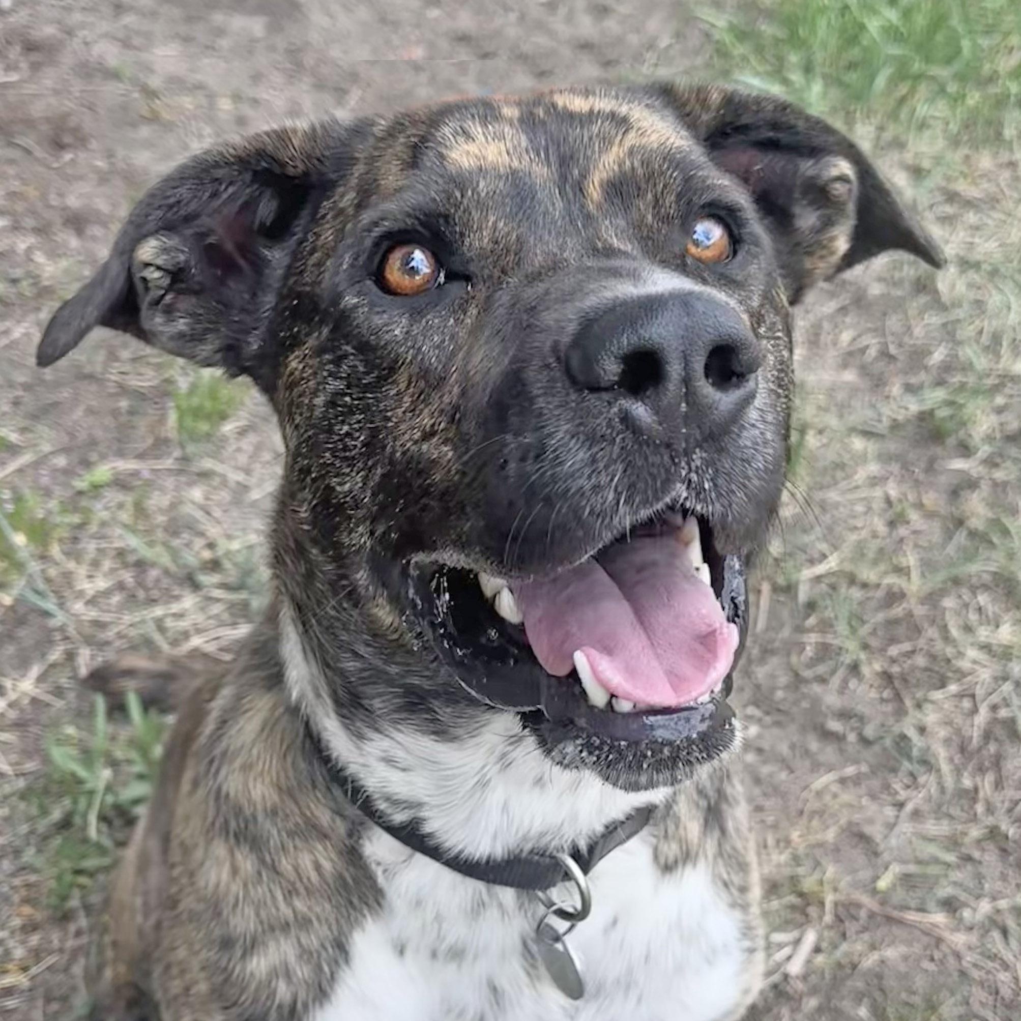 Smokey, an adoptable mixed breed in Ridgway, CO image 1/5