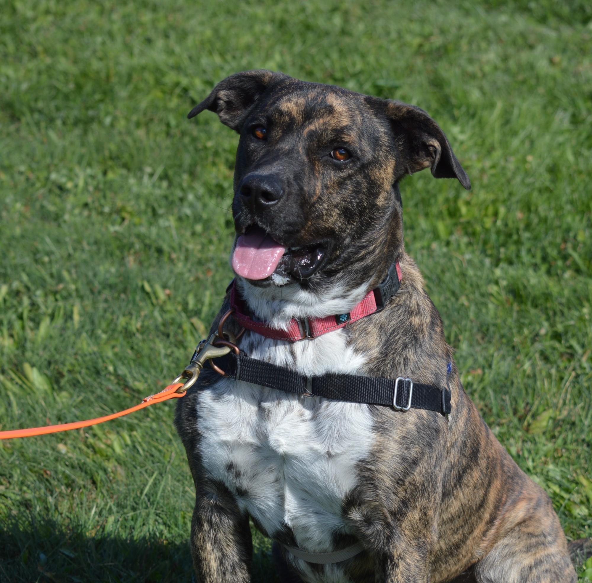 Smokey, an adoptable mixed breed in Ridgway, CO image 3/5