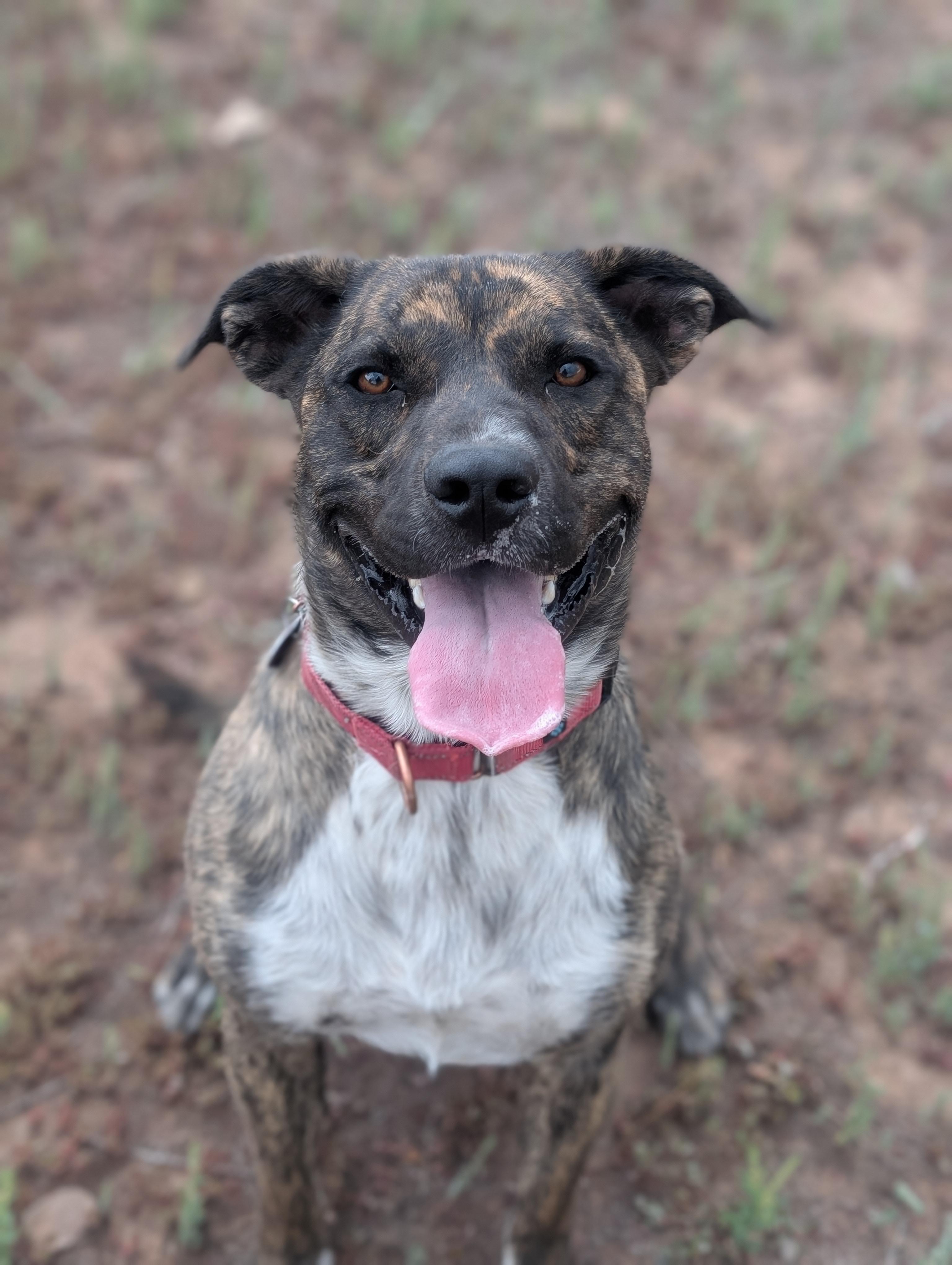 Smokey, an adoptable mixed breed in Ridgway, CO image 5/5