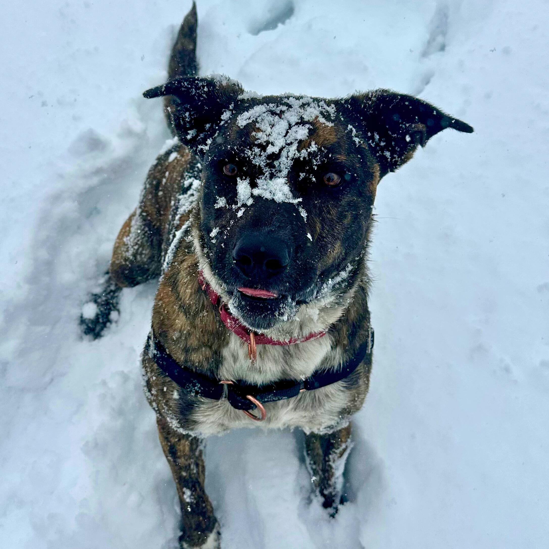 Smokey, adoptable, Young Male Mixed Breed.