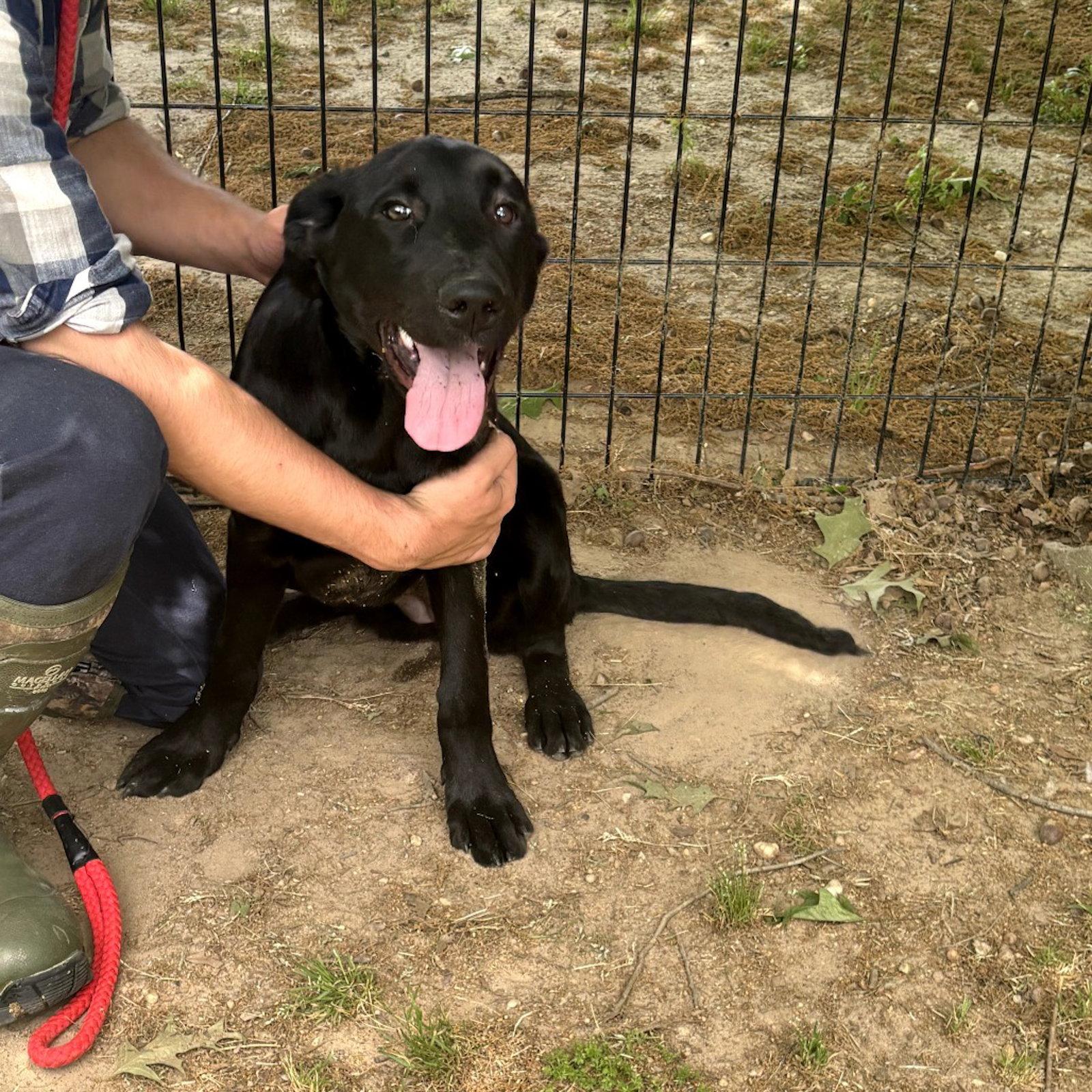 FINN HOPE, a Adopted Belgian Shepherd / Malinois in Locust Fork, AL image 1/2