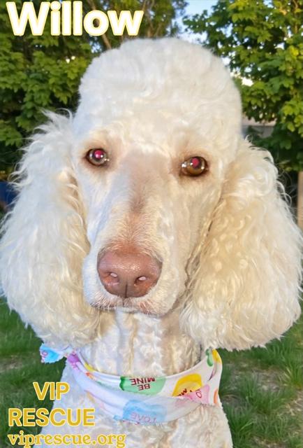 Enlarge Willow / Myakka City , a Adoptable Standard Poodle in Myakka City, FL image 4/5