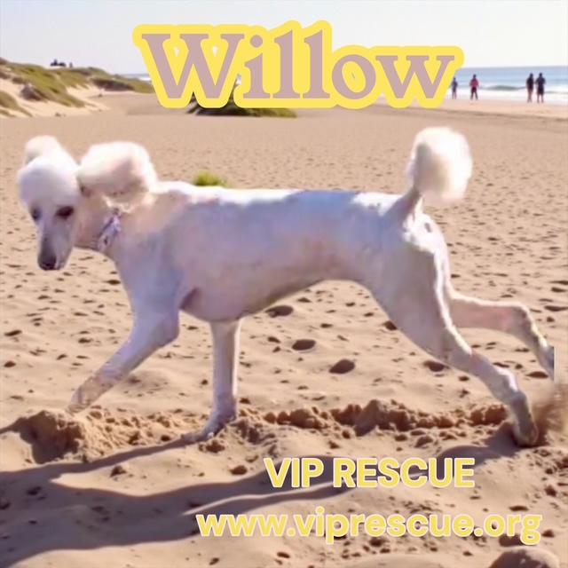 Enlarge Willow / Myakka City , a Adoptable Standard Poodle in Myakka City, FL image 3/5