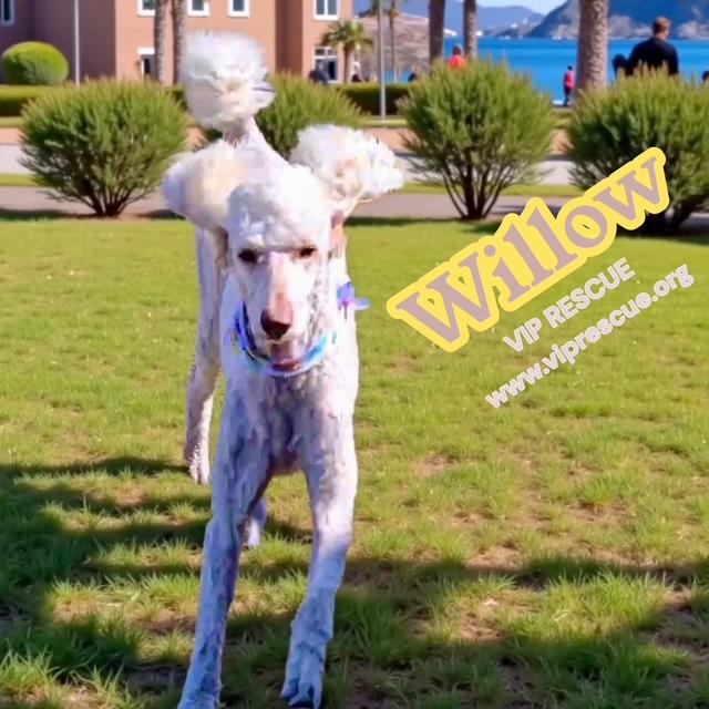 Enlarge Willow / Myakka City , a Adoptable Standard Poodle in Myakka City, FL image 1/5