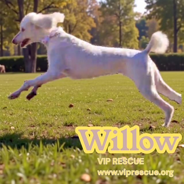 Enlarge Willow / Myakka City , a Adoptable Standard Poodle in Myakka City, FL image 5/5