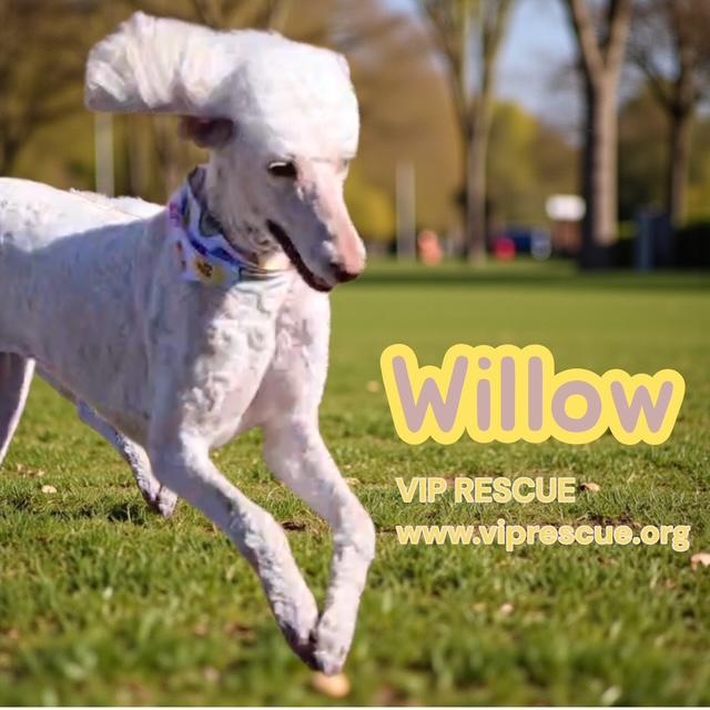 Enlarge Willow / Myakka City , a Adoptable Standard Poodle in Myakka City, FL image 2/5