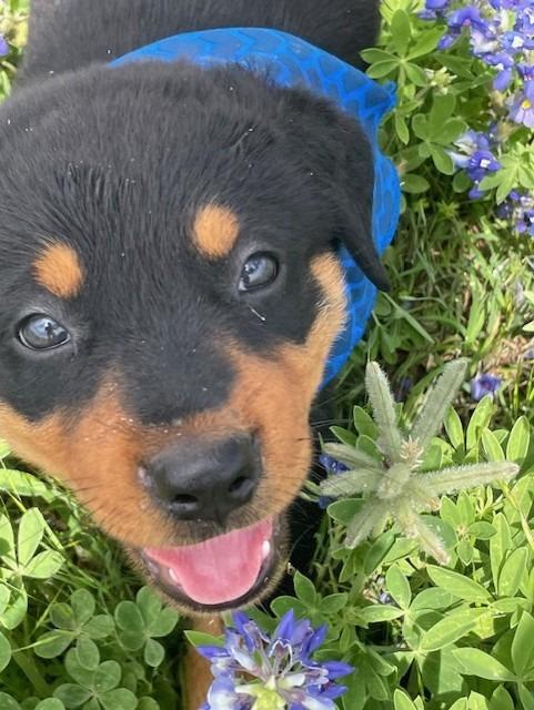 Enlarge Puppy 2, a Adoptable mixed breed in Sunnyvale, TX image 6/6