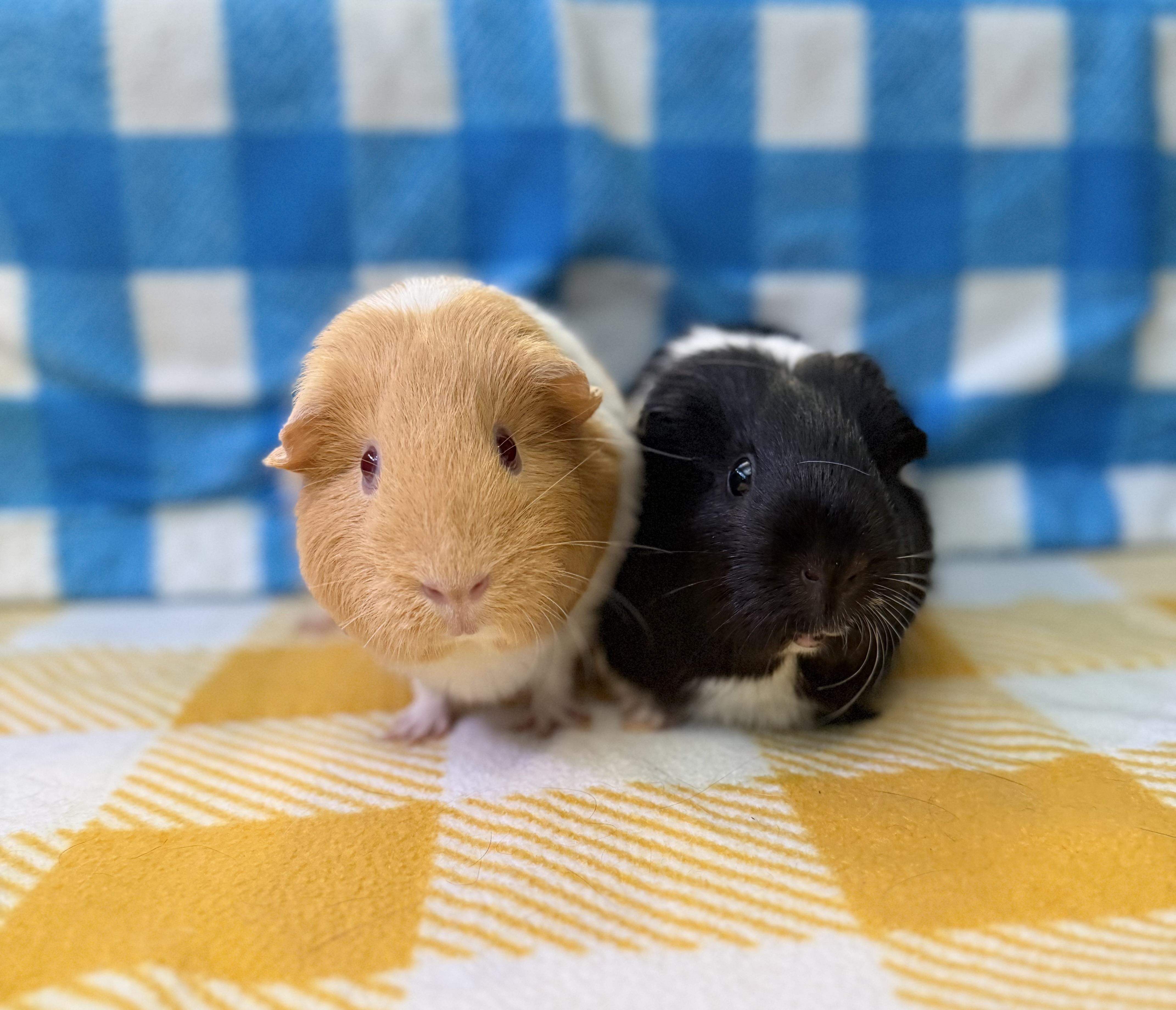 Peach and Cookie, Adopted, Senior Female Guinea Pig.