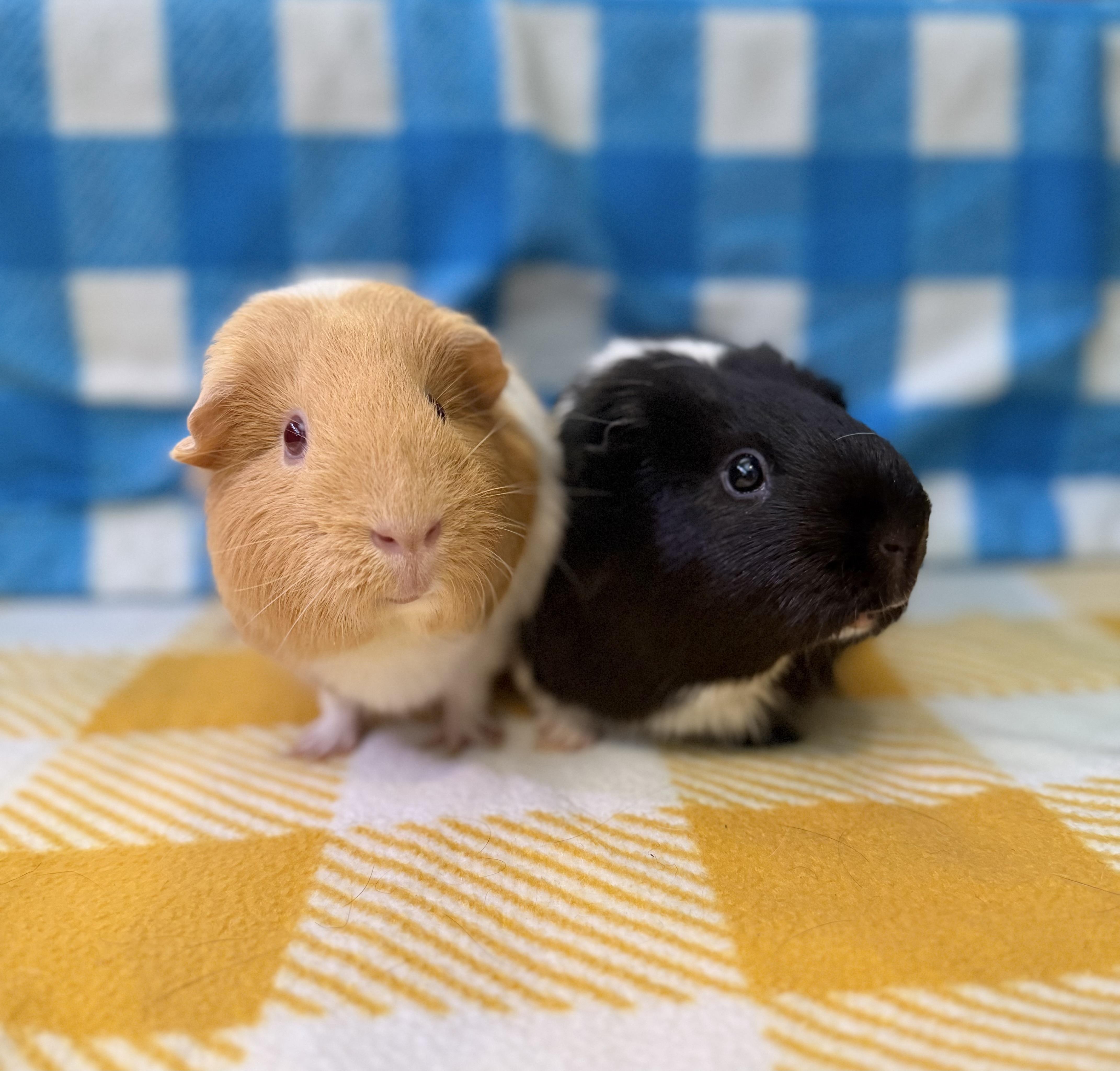 Enlarge Peach and Cookie, a Adopted Guinea Pig in Upland, CA image 2/3