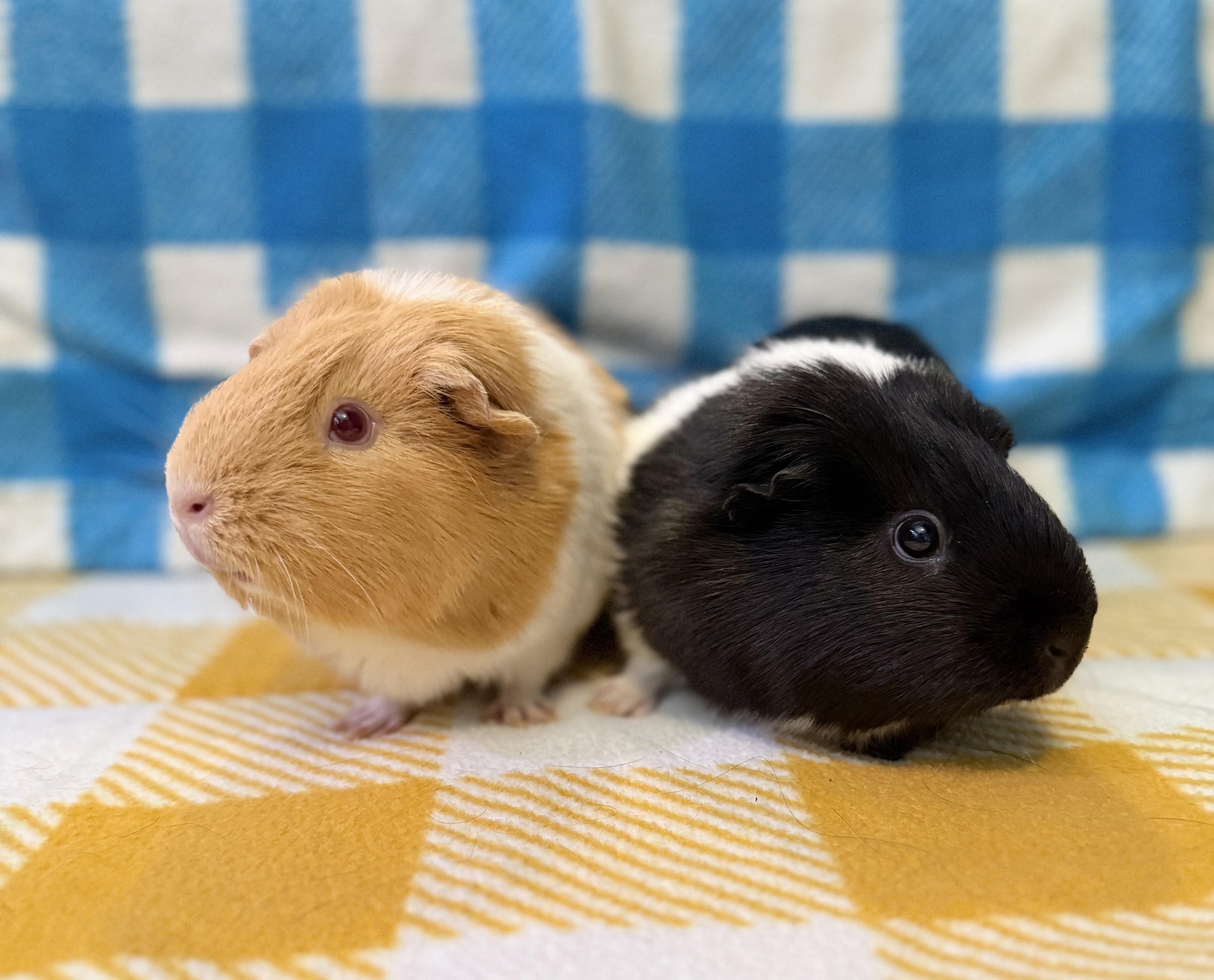 Enlarge Peach and Cookie, a Adopted Guinea Pig in Upland, CA image 3/3
