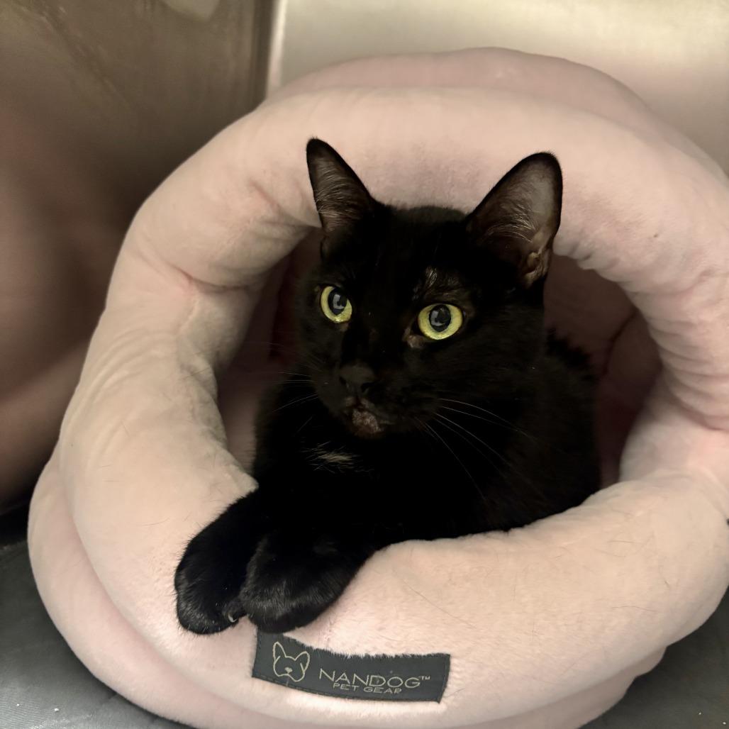 Enlarge ABIGAIL, a ADOPTABLE Domestic Short Hair in Joshua Tree, CA image 1/2