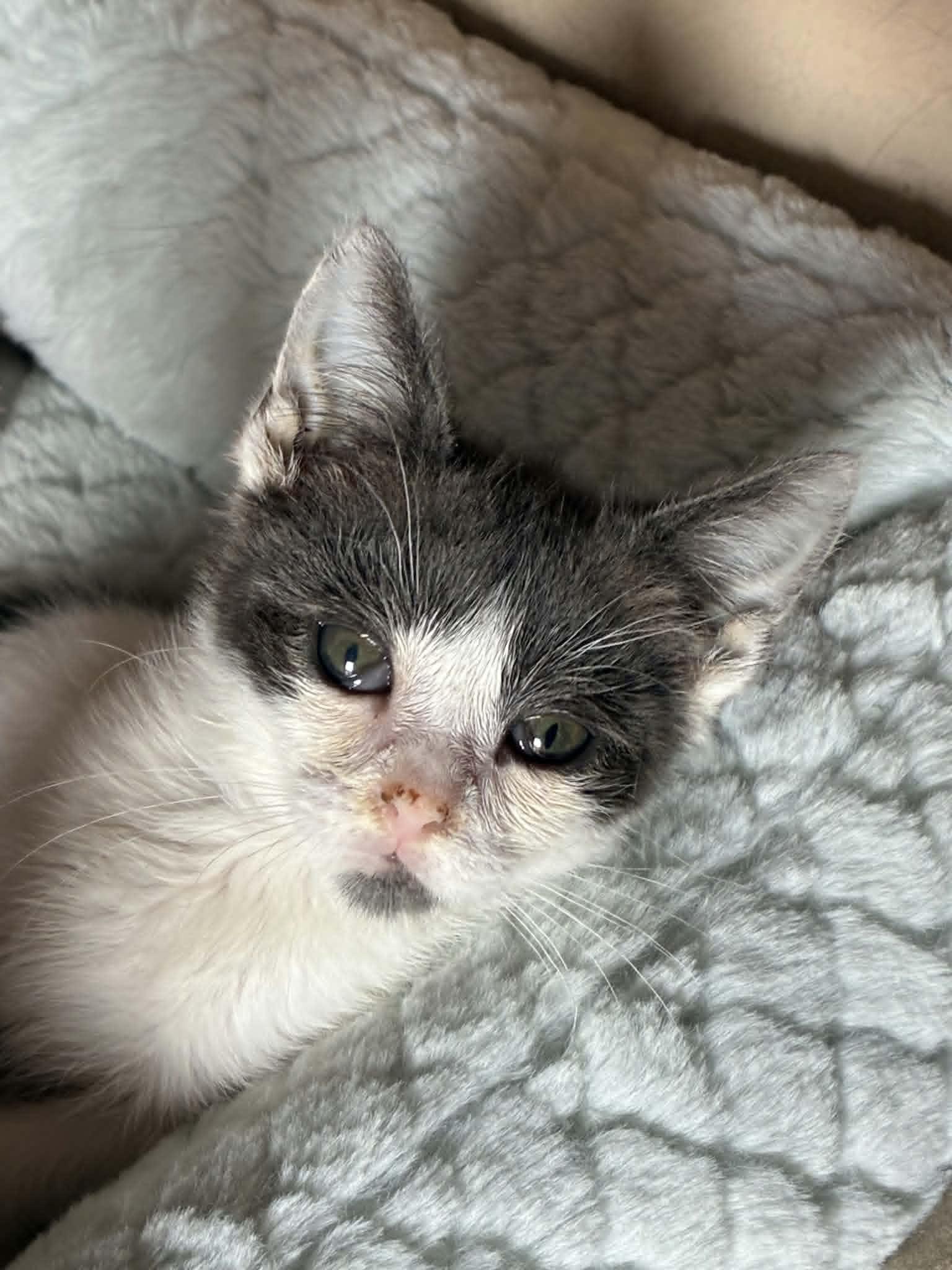 Petunia, a ADOPTABLE Domestic Short Hair in Bayonne, NJ image 3/6