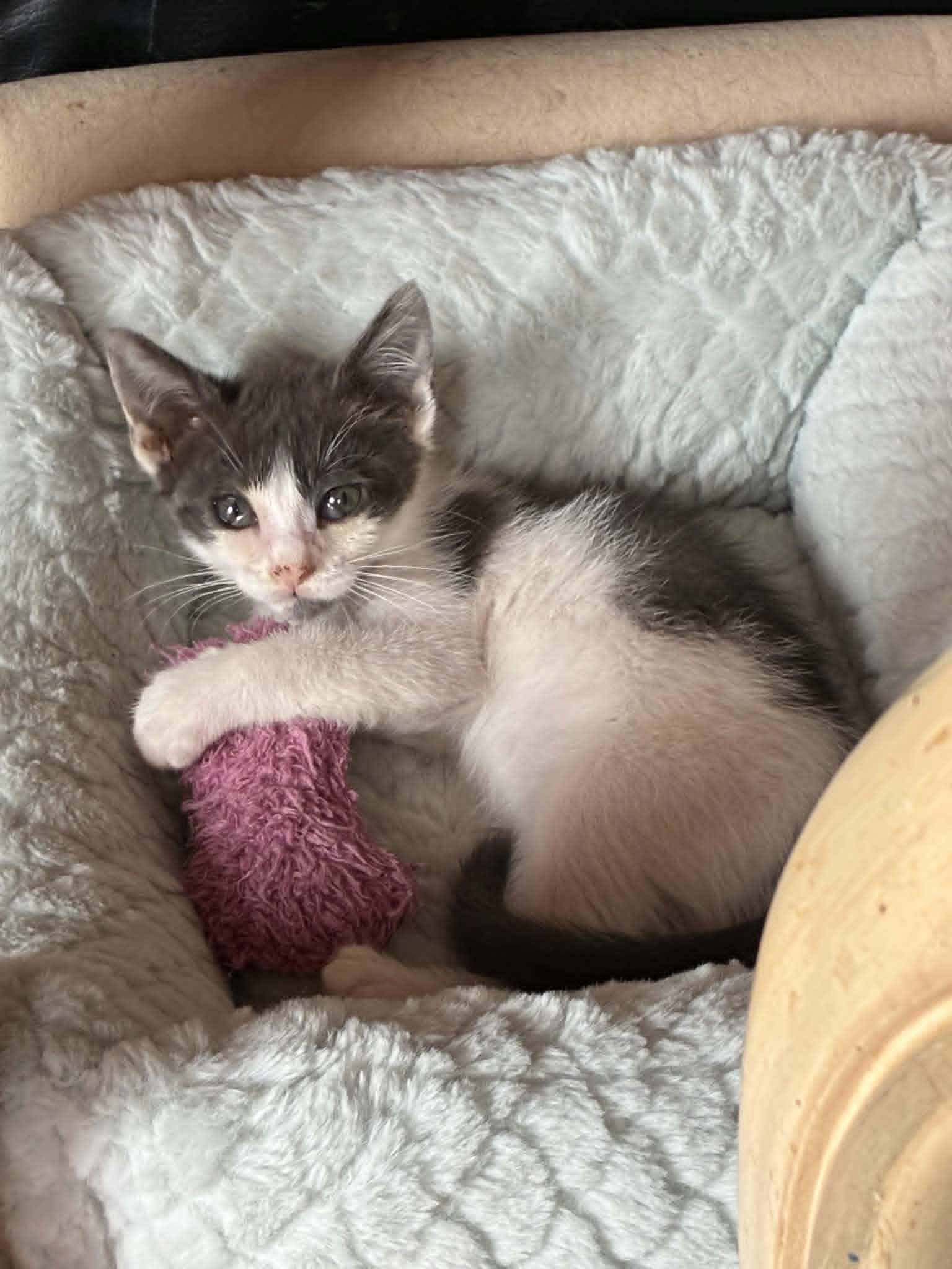 Petunia, a ADOPTABLE Domestic Short Hair in Bayonne, NJ image 1/6