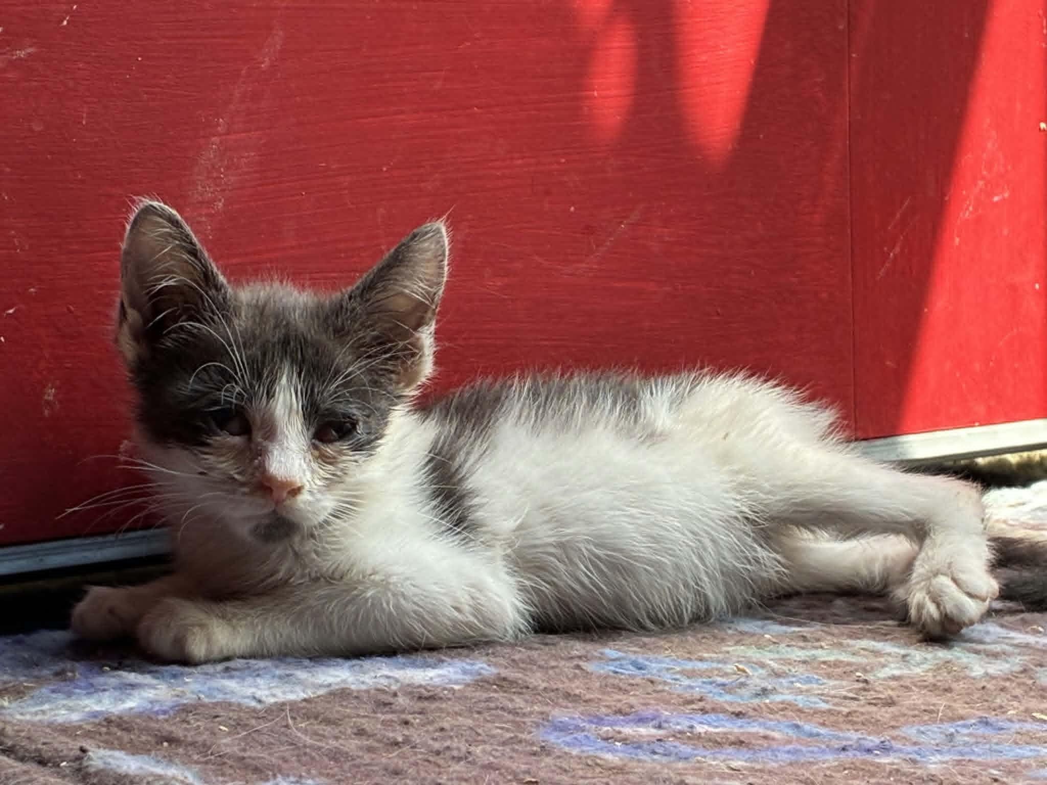 Petunia, a ADOPTABLE Domestic Short Hair in Bayonne, NJ image 6/6