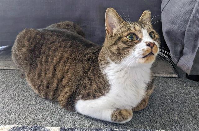 Enlarge THUMPER, a Adoptable Domestic Short Hair in Kent, WA image 1/1