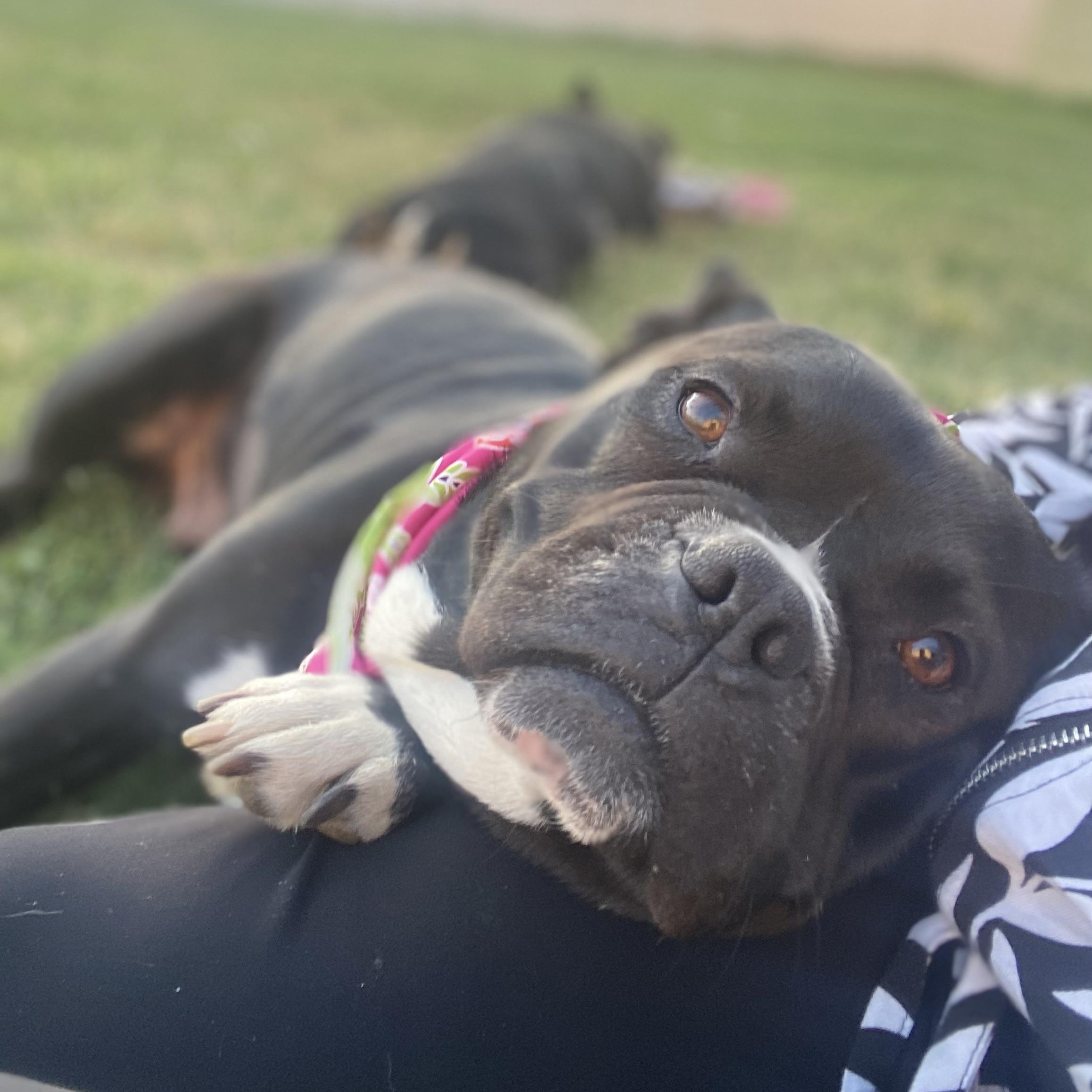 Mamas, Adoptable, Adult Female Boston Terrier & French Bulldog.