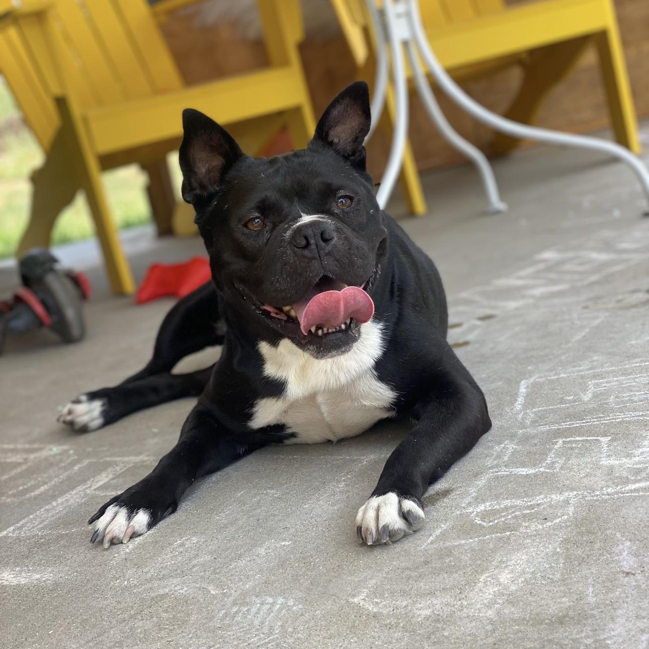 Enlarge Mamas, a Adoptable mixed breed in Riverside, CA image 5/6