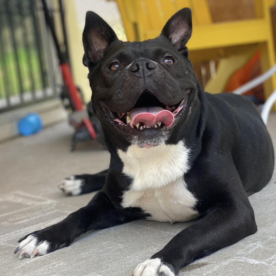 Enlarge Mamas, a Adoptable mixed breed in Riverside, CA image 3/6