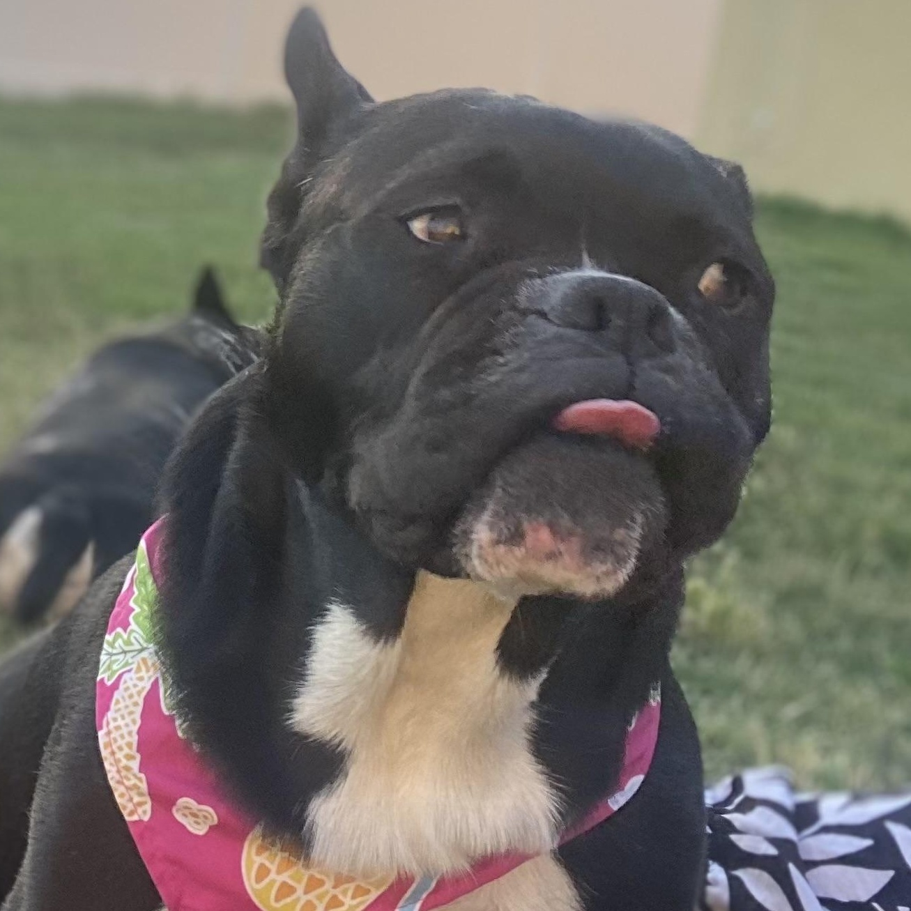 Enlarge Mamas, a Adoptable mixed breed in Riverside, CA image 6/6