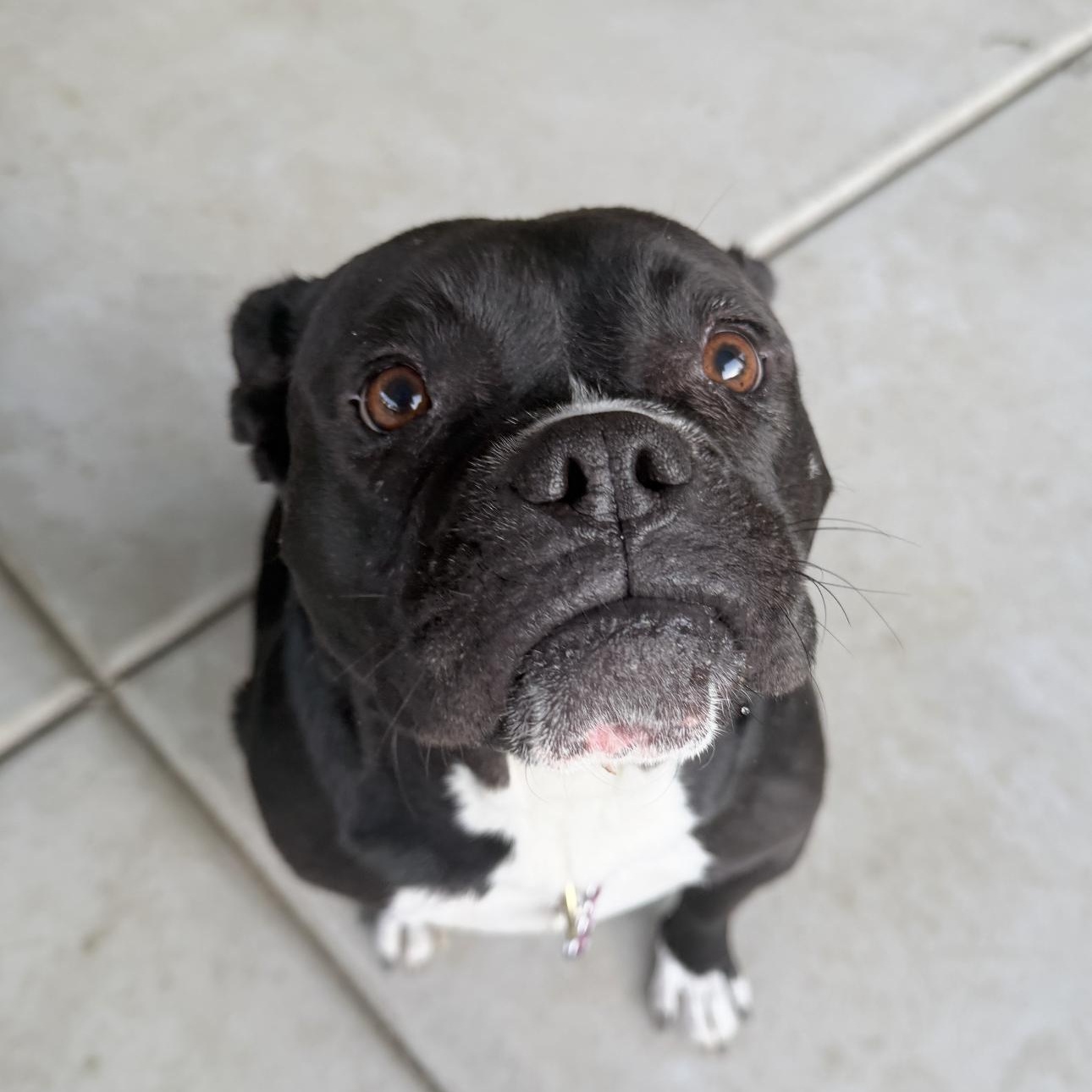 Enlarge Mamas, a Adoptable mixed breed in Riverside, CA image 1/6