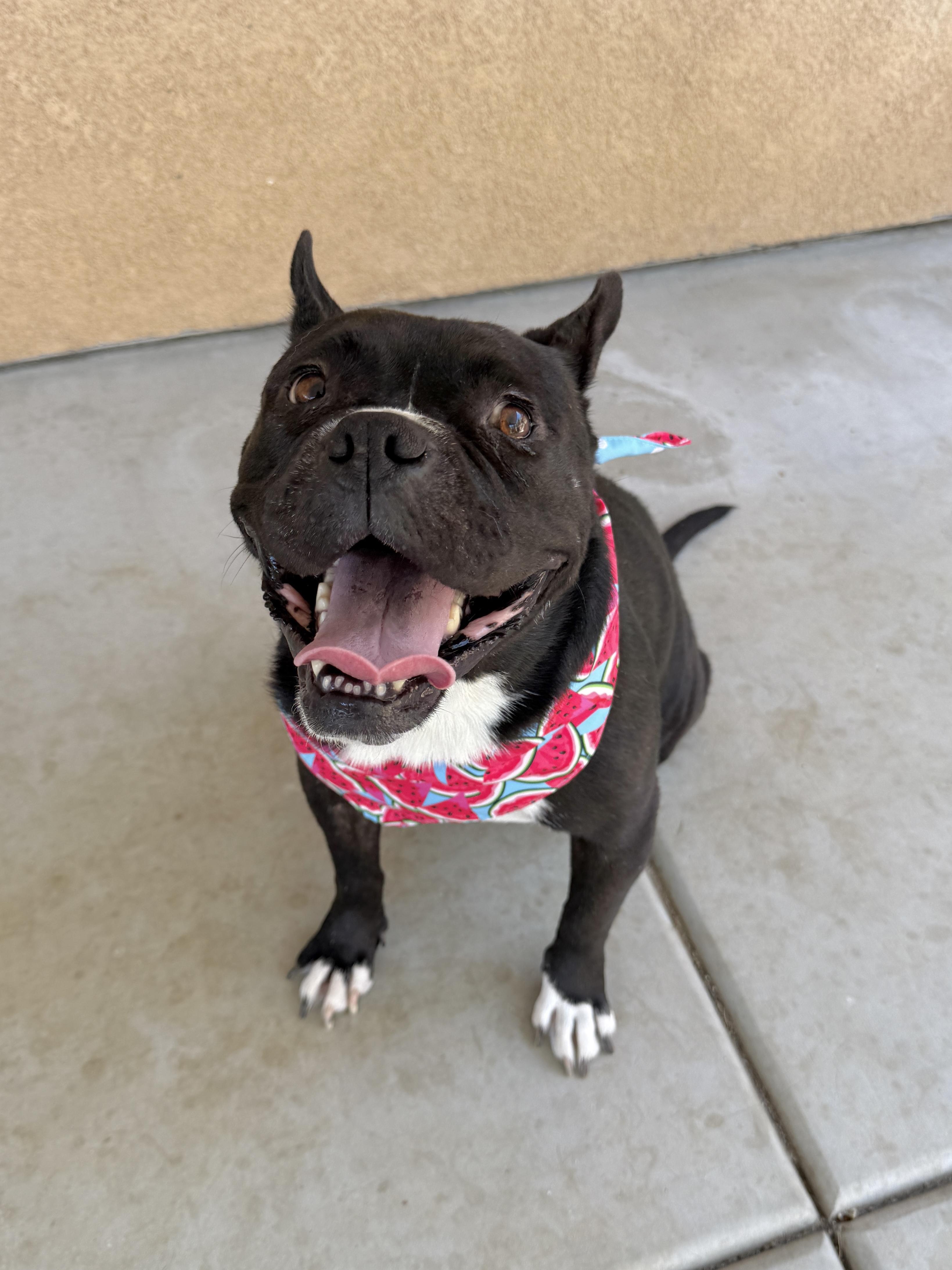 Mamas, Young Female Boston Terrier
