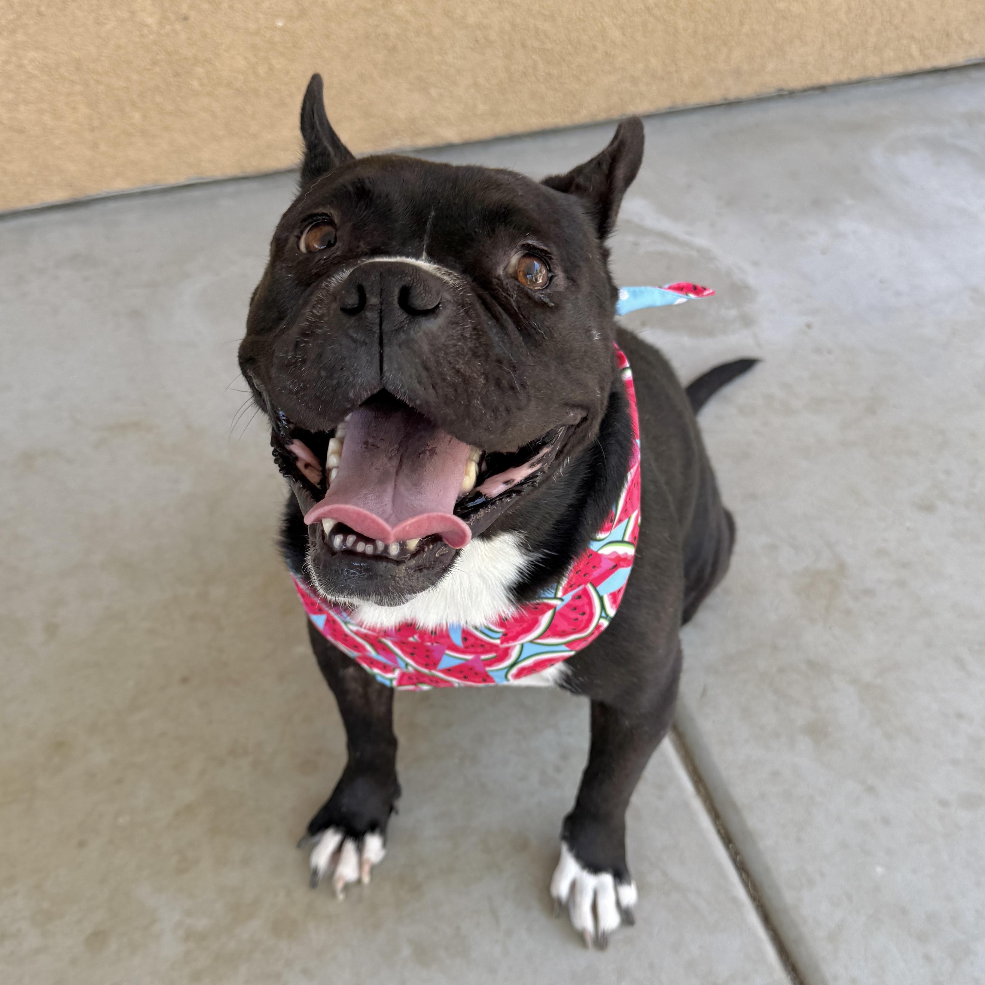 Enlarge Mamas, a Adoptable mixed breed in Riverside, CA image 4/6