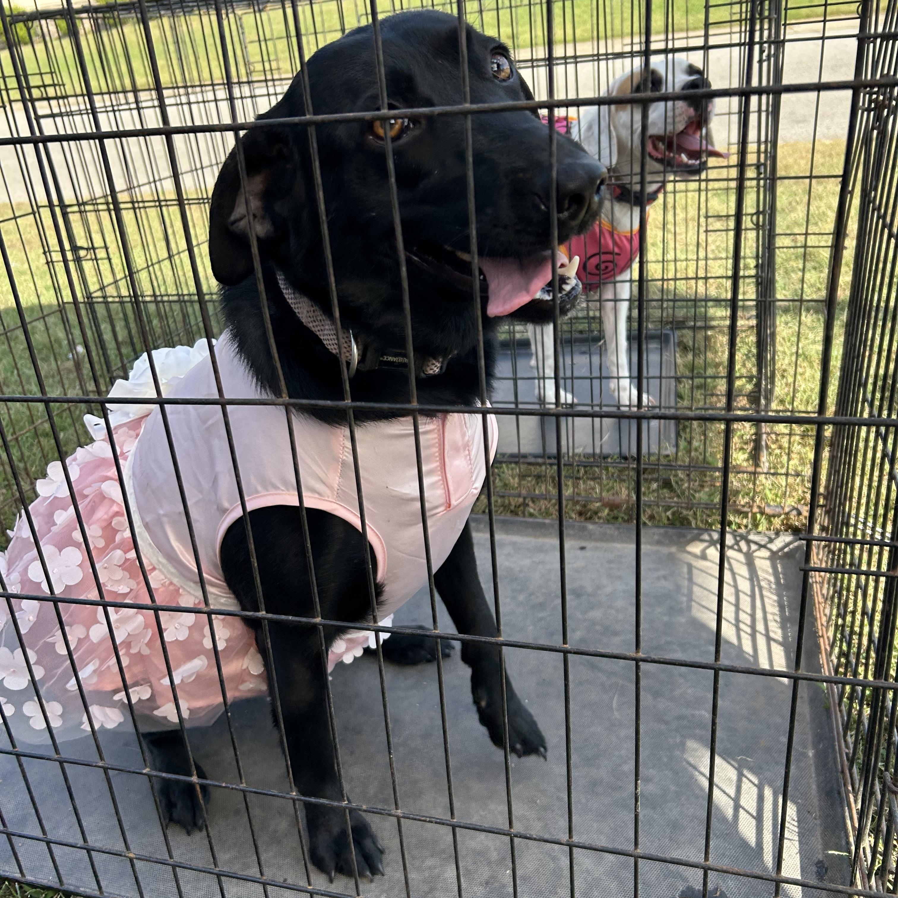 Enlarge Victoria, a Adoptable Black Labrador Retriever in Pine Bluff, AR image 2/6