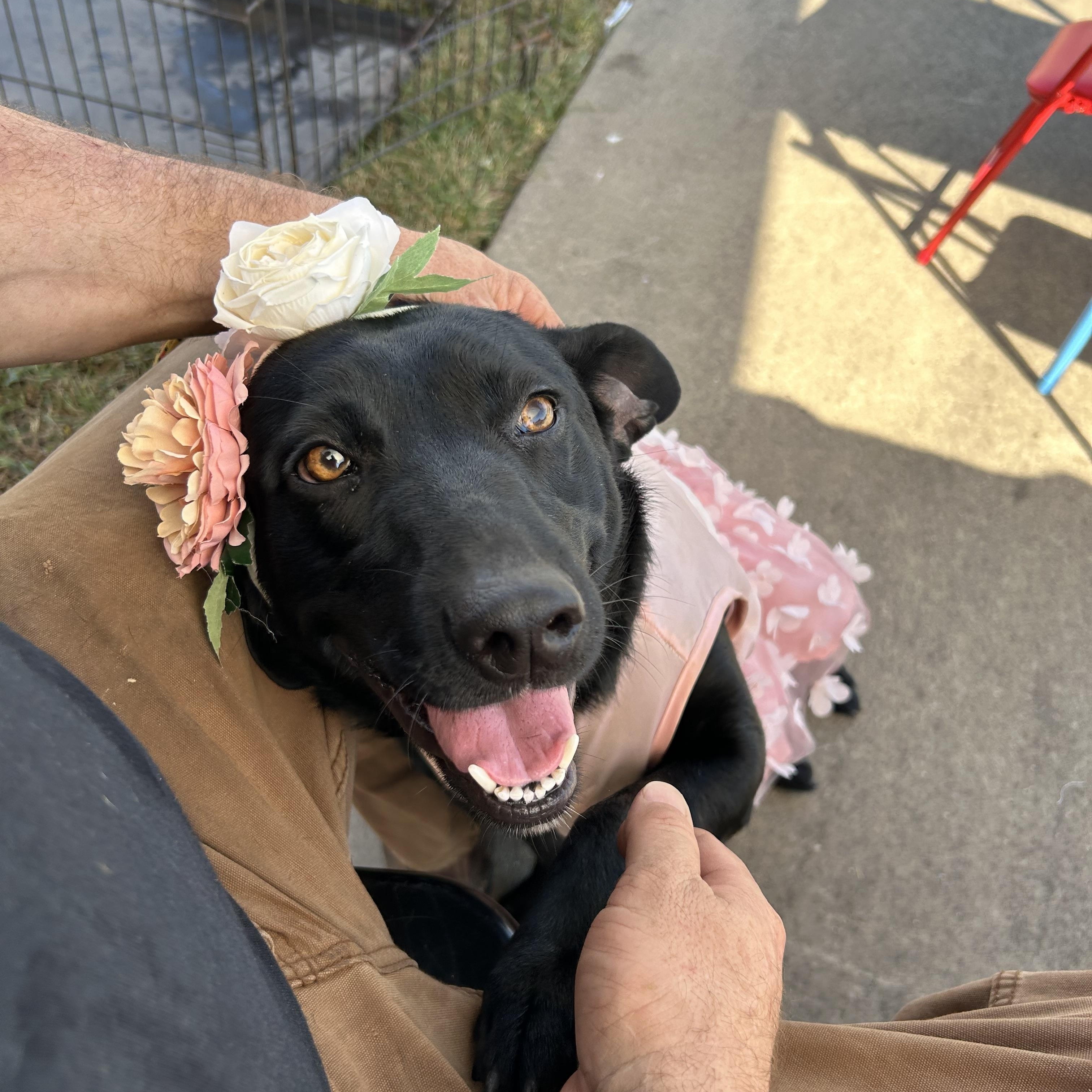 Enlarge Victoria, a Adoptable Black Labrador Retriever in Pine Bluff, AR image 3/6