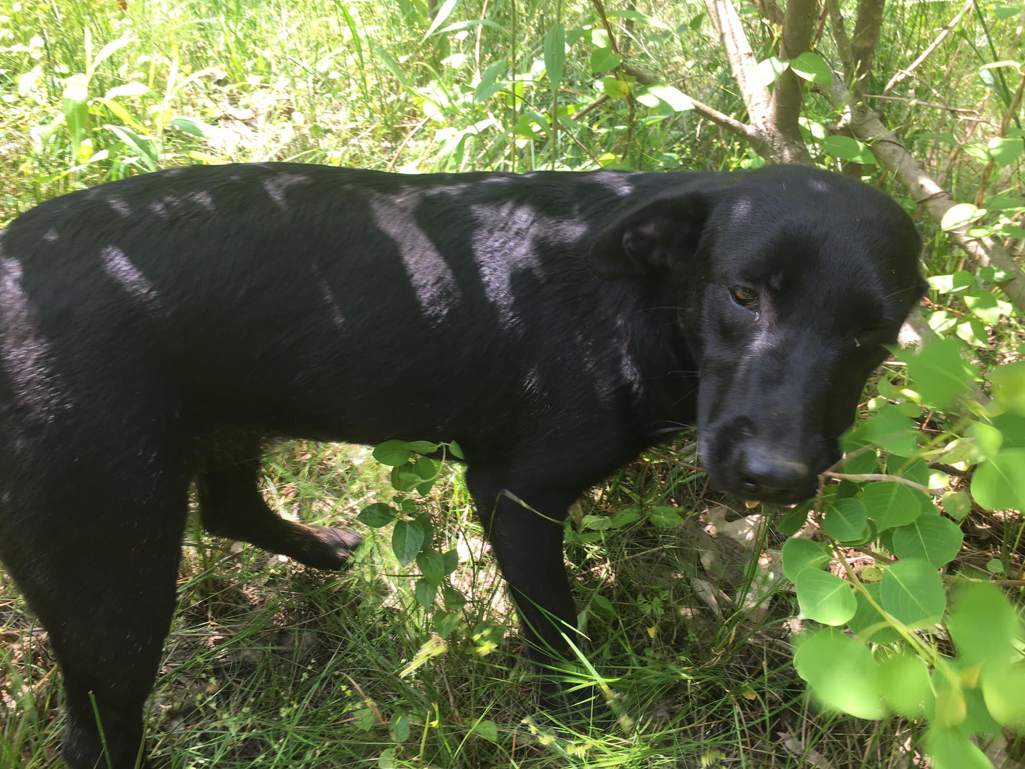 Enlarge Victoria, a Adoptable Black Labrador Retriever in Pine Bluff, AR image 4/6